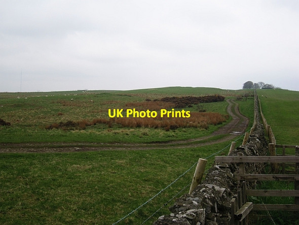Photo 6"x4" Track and dyke, Whitmuir Selkirk c2013