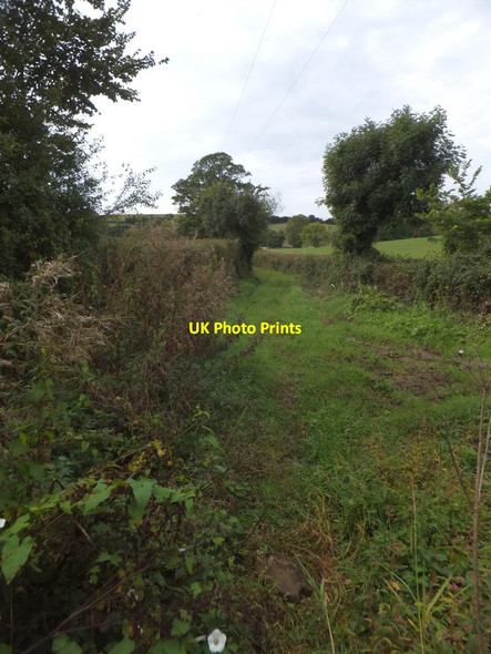 Photo 6"x4" Old lane, a footpath, to Nunford Dairy Kingsdon\/SY2594 c2013