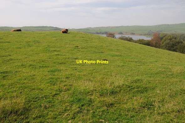 Photo 6"x4" Highland cattle near Llyn Mawr Maesypandy c2013