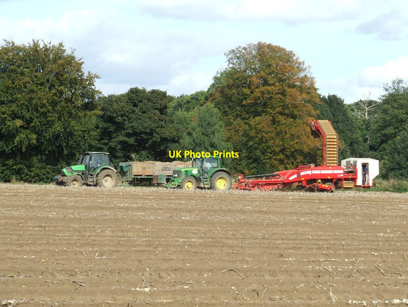 Photo 6"x4" Potato Harvesting Woolverstone c2013