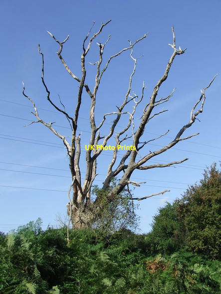 Photo 6"x4" Dead Tree The Heath\/TM1236 c2013
