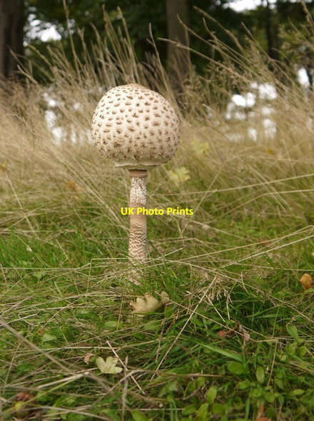 Photo 6"x4" Parasol mushrooms (Macrolepiota procera), Lawn Plantation (3) Kingston Upon Thames c2013