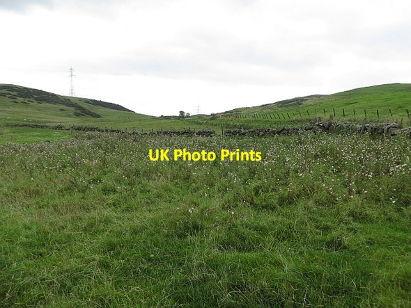 Photo 6"x4" Thistles, Newhill Duncrievie c2013