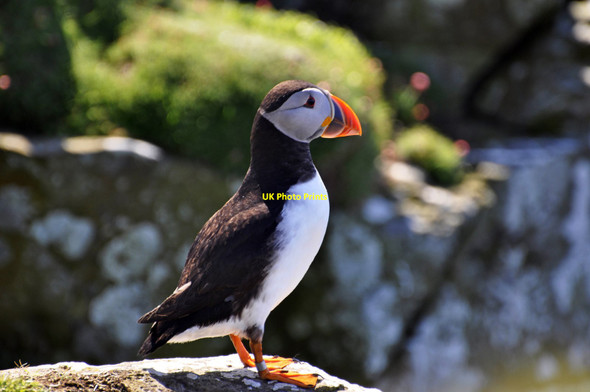 Photo 6"x4" Puffin, Lunga Sgeir a' Chaisteil c2013