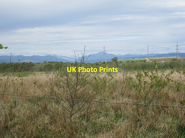 Photo 6"x4" Young woodland Foxbar c2013