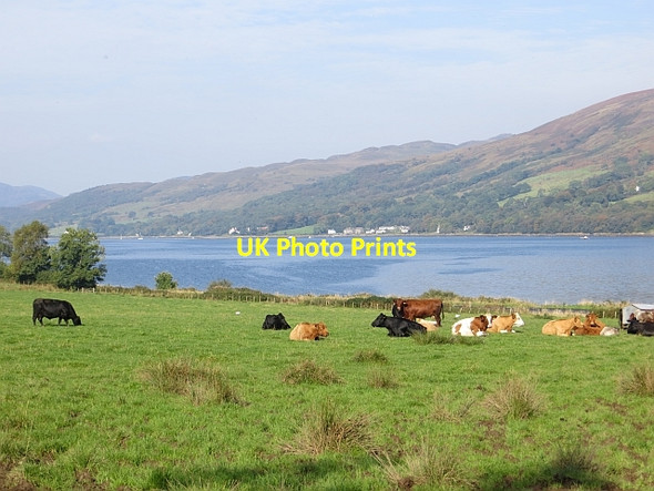 Photo 6"x4" Cattle, Shalunt Colintraive c2013