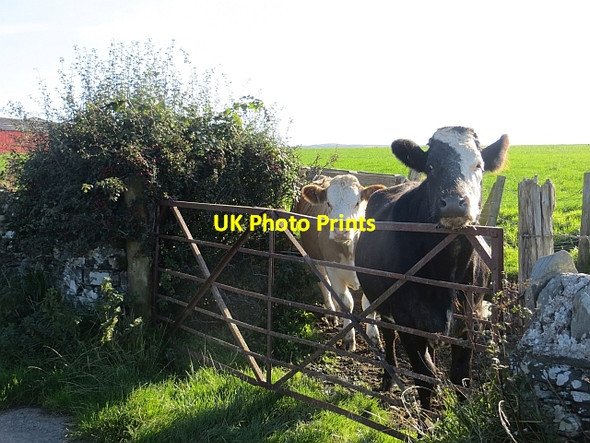 Photo 6"x4" Cattle, Ballianlay Straad c2013