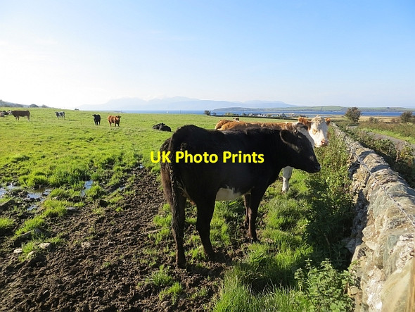 Photo 6"x4" Cattle, Ballianlay Straad c2013 P1