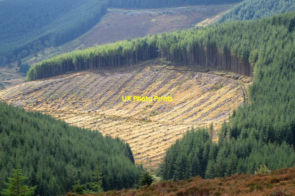 Photo 6"x4" Plantation on Minchmoor Rig Hangingshaw\/NT3930 c2013