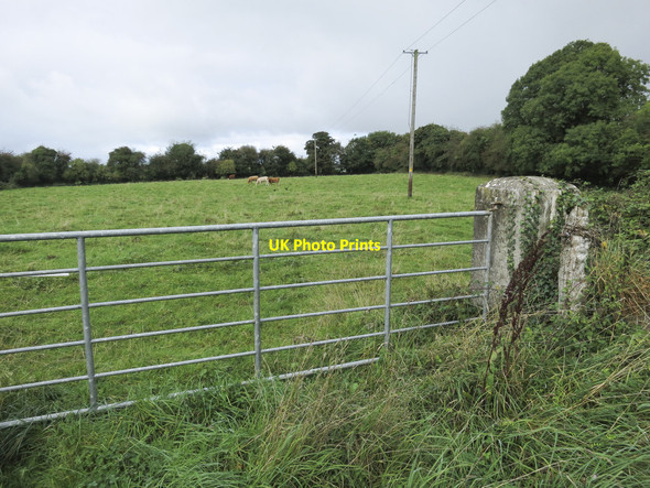 Photo 6"x4" Cows in a field Bruff c2013
