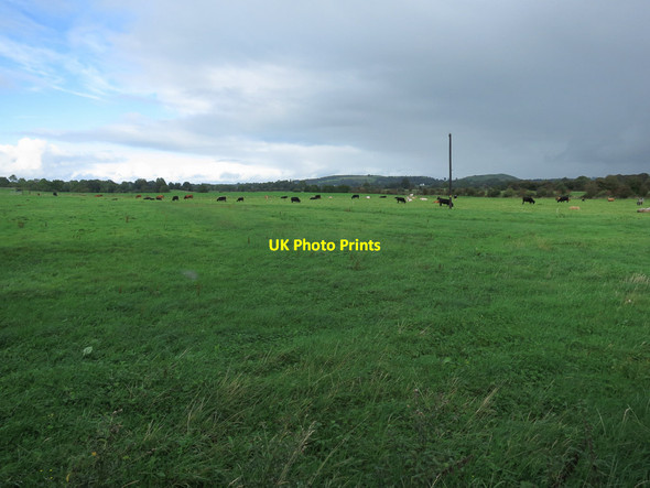 Photo 6"x4" Grazing cows Holycross\/R6339 c2013