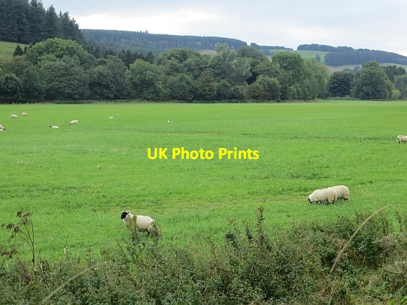 Photo 6"x4" Wool by Woll Headshaw\/NT4622 c2013
