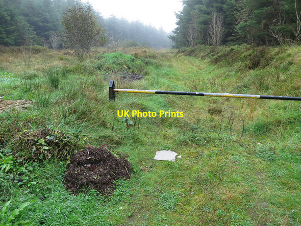 Photo 6"x4" A track in the forestry Carrigkerry c2013