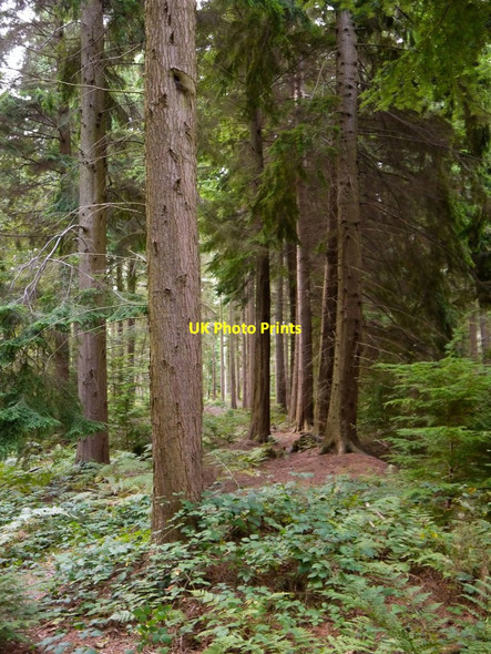 Photo 6"x4" Conifer plantation, High Ridge Wood Bushbury\/TQ1947 c2013