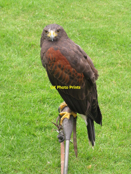 Photo 6"x4" Bird of prey awaits Nottingham\/SK5641 c2013