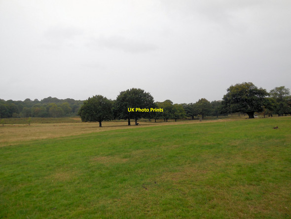 Photo 6"x4" Richmond Park Kingston Upon Thames c2013