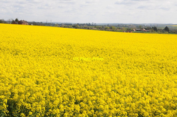 Photo 6"x4" Oil seed rape field Earl's Croome c2012
