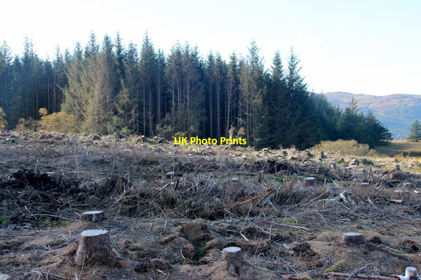 Photo 6"x4" Clear felling on An Leacan An Leacan c2013