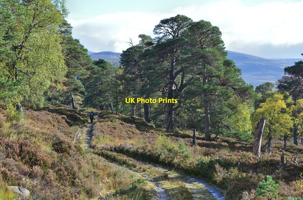 Photo 6"x4" Track to Mar Lodge Muir\/NO0689 c2013