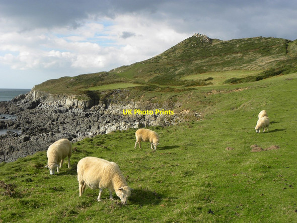 Photo 6"x4" Sheep near Morte Point Mortehoe c2013