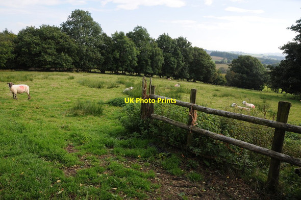 Photo 6"x4" Field near Pen-y-braich Pont Llogel c2013