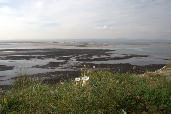 Photo 6"x4" Sea Campion Holy Island\/NU1241 c2008
