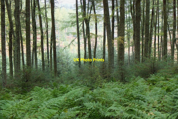 Photo 6"x4" Growth under the larches, Cademuir Peebles\/NT2540 c2013