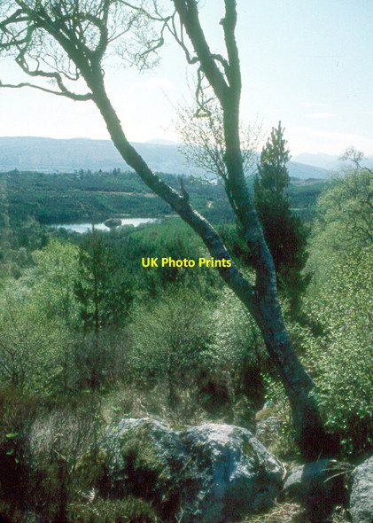 Photo 6"x4" Forest on Leacan Mh\u00c3\u00b2r Inveraray c1975