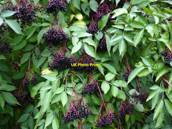 Photo 6"x4" Elderberries in hedgerow south of Ovington Ovington\/NZ0663 c2013