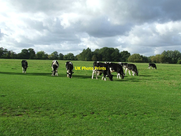 Photo 6"x4" Grazing Cattle Dedham c2013