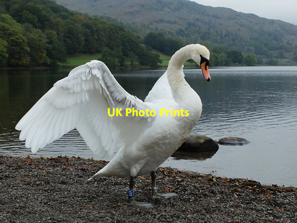 Photo 6"x4" Swan on the shore of Grasmere Town End\/NY3406 c2013