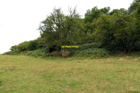 Photo 6"x4" The wood on Harrowdown Hill Longworth\/SU3999 c2013