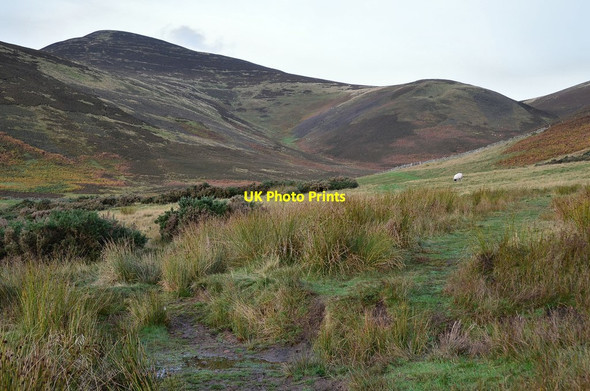 Photo 6"x4" Scald Law from the Grain Burn path Coates\/NT2161 c2013