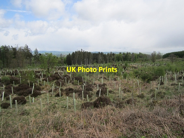 Photo 6"x4" Mabie Forest Islesteps c2013