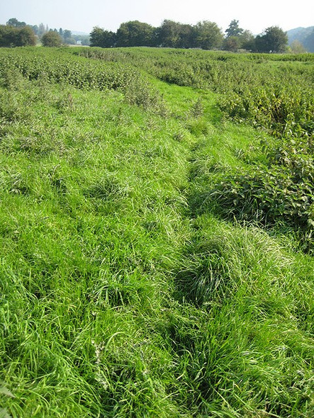 Photo 6"x4" Footpath found Broadway Lands c2008