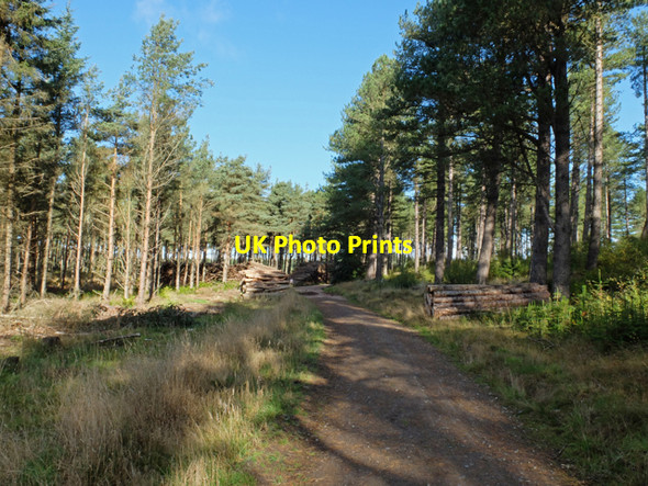 Photo 6"x4" Tentsmuir track Powie Burn c2013