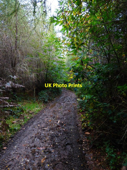 Photo 6"x4" Bridleway going east in Todham Rough Midhurst c2013