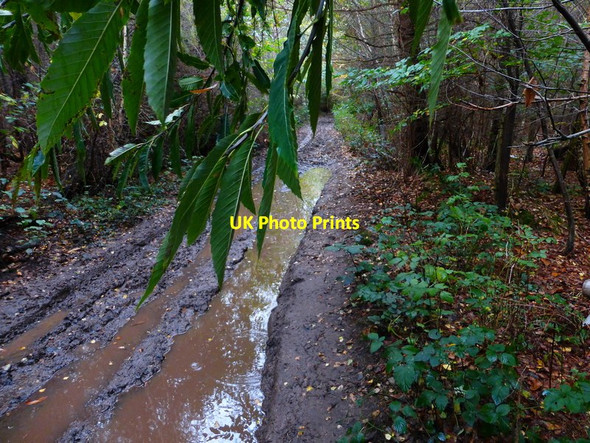 Photo 6"x4" Muddy puddles on bridleway in Todham Rough Midhurst c2013