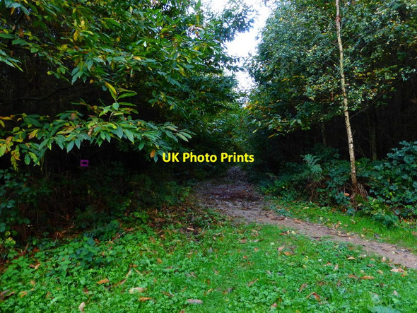 Photo 6"x4" Looking south from bridleway along track Midhurst c2013