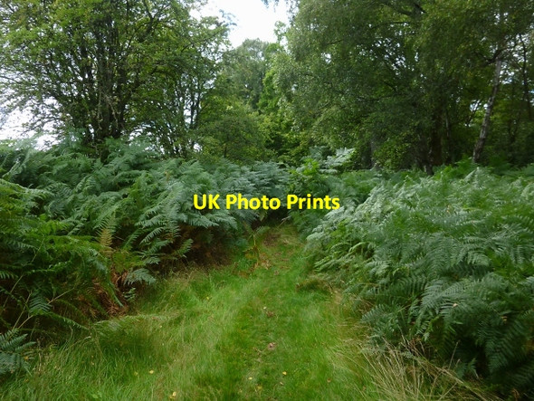 Photo 6"x4" Woodland path Craighat c2013