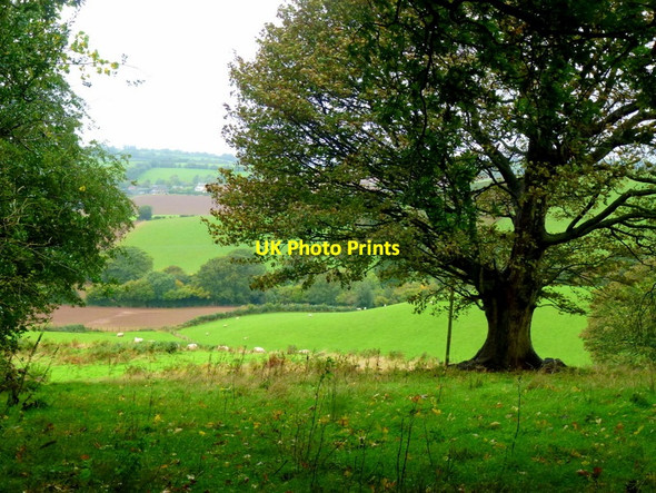 Photo 6"x4" Oak in pasture Broadstone\/SO5003 c2013