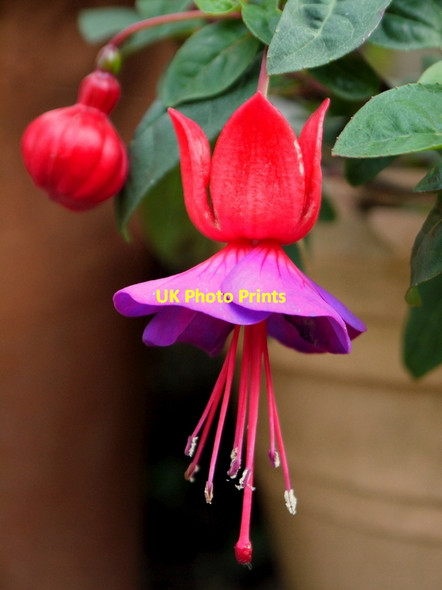 Photo 6"x4" Fuchsia 'David Jason' Bromsash c2013