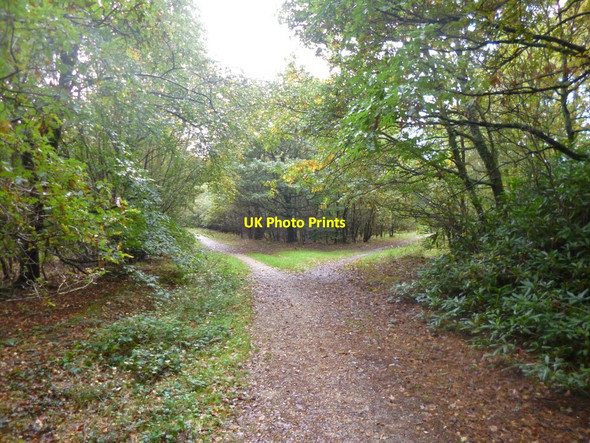 Photo 6"x4" Ringwood Forest, path junction Ebblake c2013