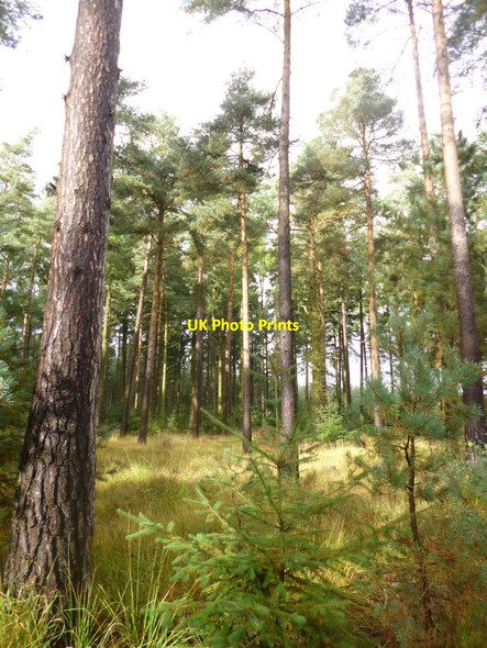 Photo 6"x4" Ringwood Forest, plantation Ebblake c2013