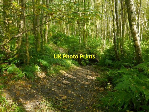 Photo 6"x4" Path in Duchess Wood Helensburgh c2013