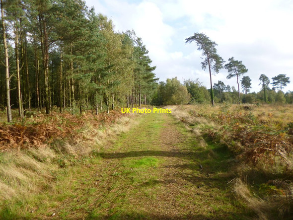 Photo 6"x4" Ringwood Forest, forestry road Ebblake c2013
