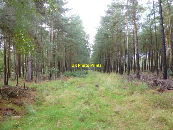 Photo 6"x4" Somerley, forestry track Ebblake c2013