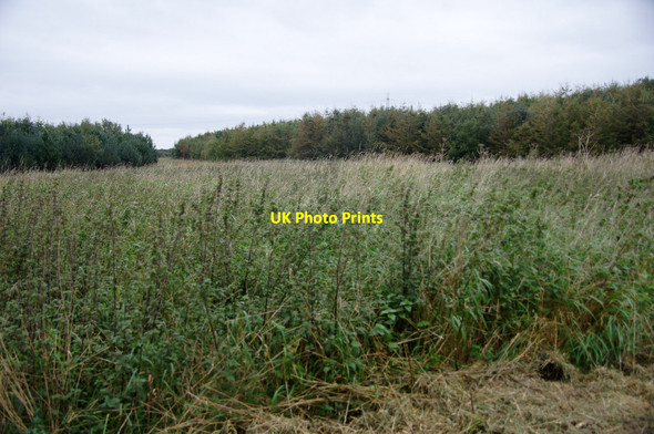 Photo 6"x4" Jubilee Wood at Sefton Meadows Maghull c2013