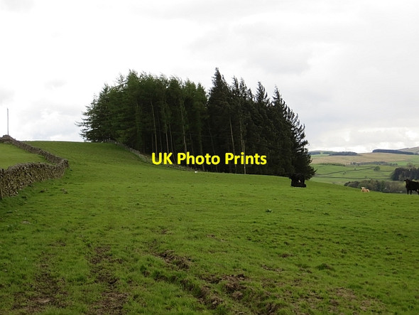 Photo 6"x4" Field above Larbreck Shawhead\/NX8775 c2013