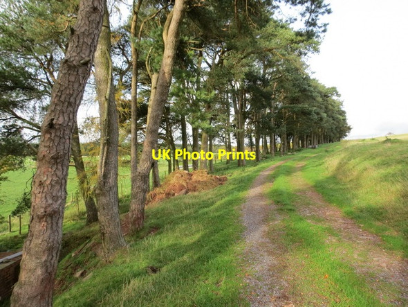 Photo 6"x4" Pinwydd Yr Alban \/ Scotch Pines Felin-Crai c2013